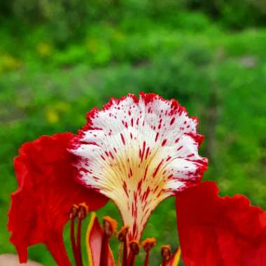 Delonix regia