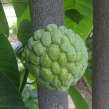 Annona squamosa