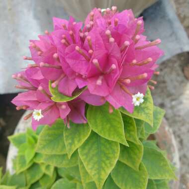 Bougainvillea