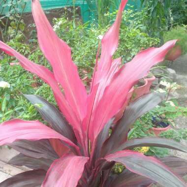 Cordyline fruticosa 'Chili Pepper'