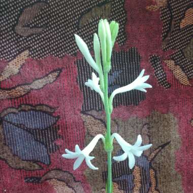 Polianthes tuberosa 'The Pearl'