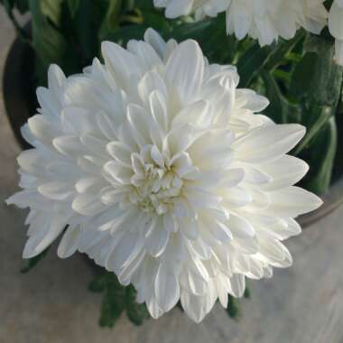 Chrysanthemum 'Allouise White'