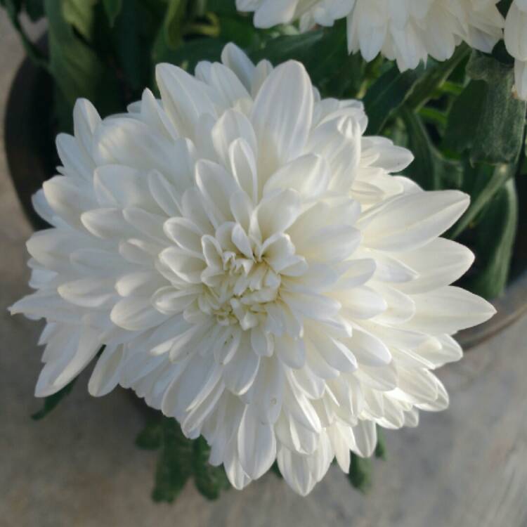 Plant image Chrysanthemum 'Allouise White'