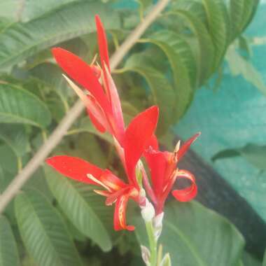 Canna indica syn. Canna discolor, Canna indica 'Edulis', Canna lanuginosa, Canna limbata, Canna 'Limbata'