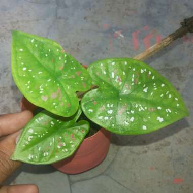 Caladium bicolor 'Florida Clown'

