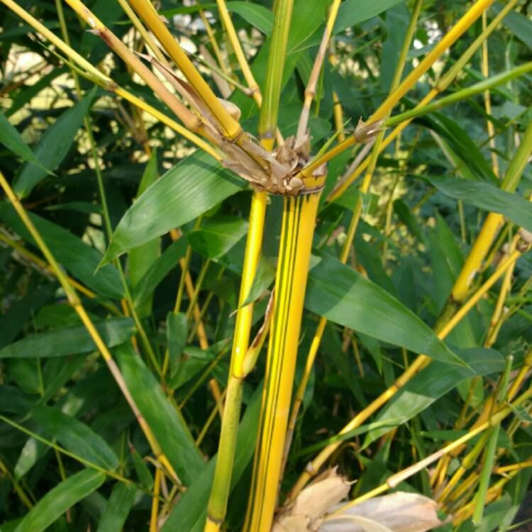 Plant image Phyllostachys aurea 'Albovariegata'