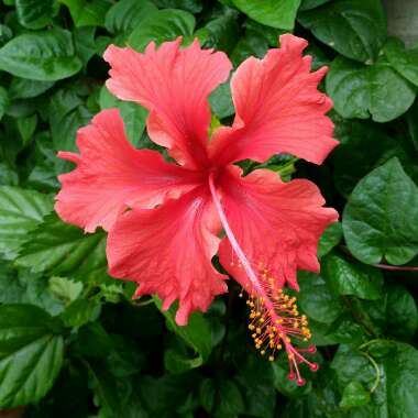 Hibiscus