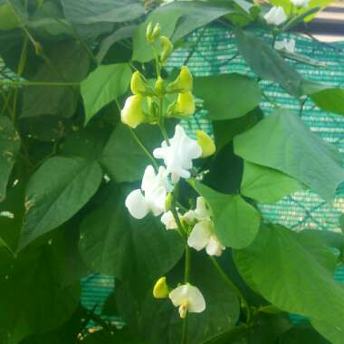 Euonymus alatus 'Blade Runner'