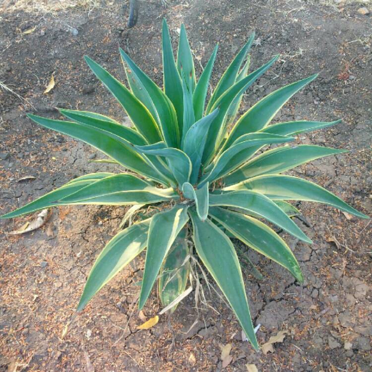 Plant image Agave desmettiana Variegata