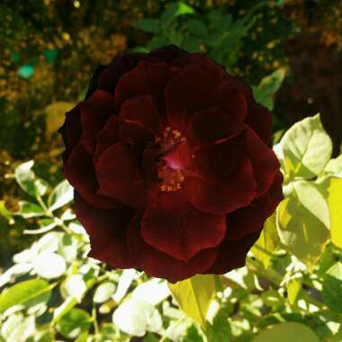 Rosa 'Korfleur' syn. Rosa 'Black Beauty'