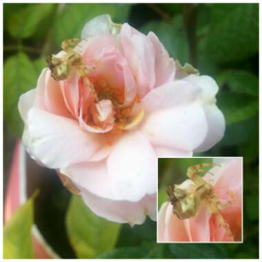 Rosa (Shrub)