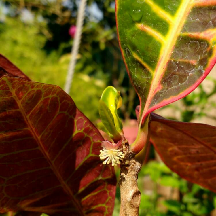 Plant image Codiaeum variegatum 'Petra'