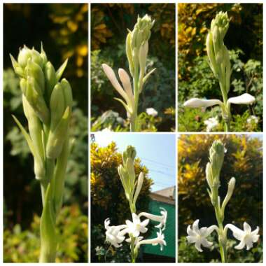 Polianthes tuberosa 'The Pearl'