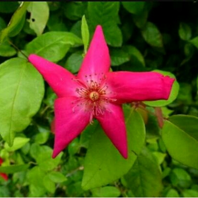 Plant image Rosa x odorata (Sanguinea Group) 'Bengal Crimson', Rosa 'Bengal Beauty', Rosa 'Sanguinea'