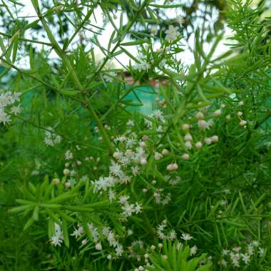 Asparagus aethiopicus 'Sprengeri' syn. A. densiflorus