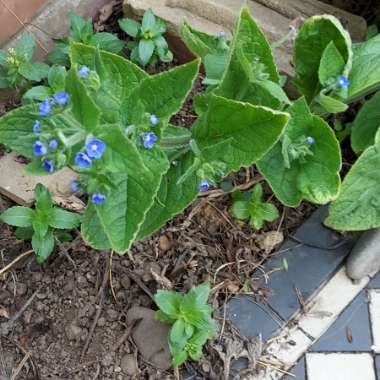 Pentaglottis Sempervirens