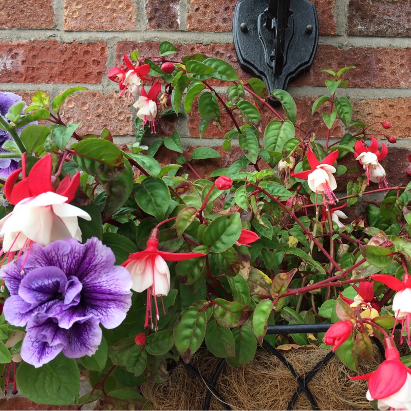 Fuchsia 'Pink Marshmallow'