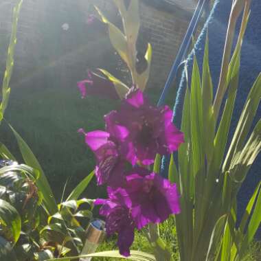 Gladioli