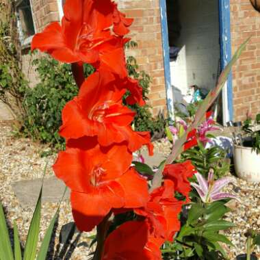 Gladioli