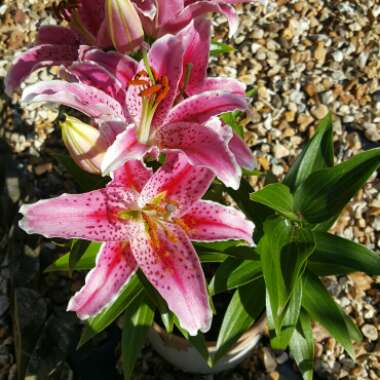 Lily (Asiatic)