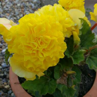 Tuberous Begonia 'Nonstop Mix'