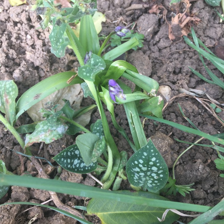 Plant image Pulmonaria longifolia 'Roy Davidson'