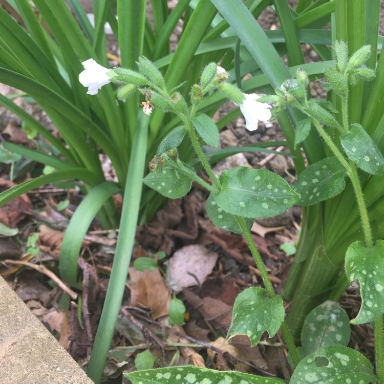 Plant image Pulmonaria officinalis 'Sissinghurst White'