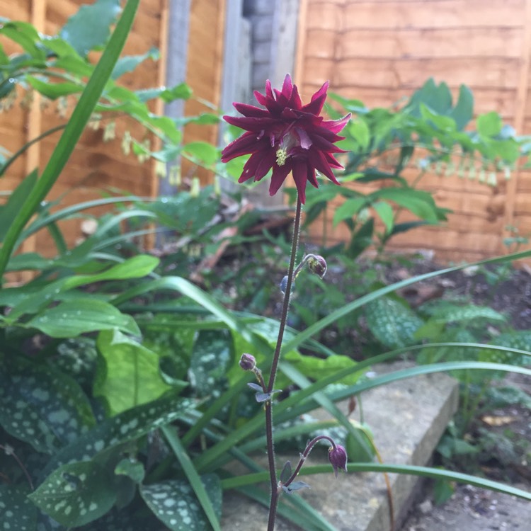 Plant image Aquilegia 'Ruby Port'