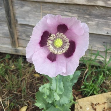 Opium Poppy