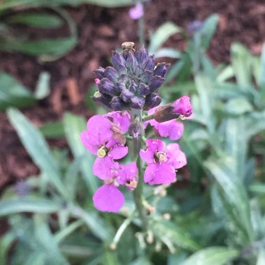 Wallflower 'Bowles's Mauve'