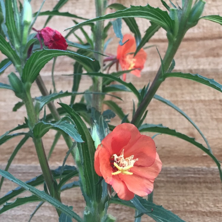 Plant image Oenothera versicolor 'Sunset Boulevard'