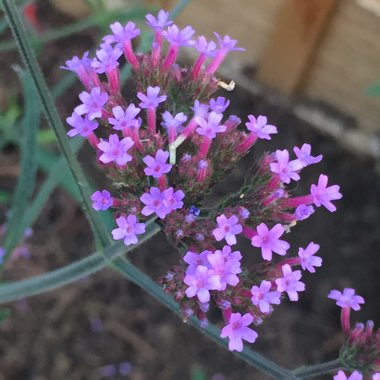 Verbena 'Lollipop'