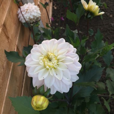 Dahlia 'Snowflake'