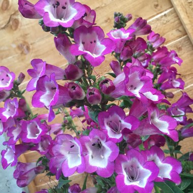 Beardtongue 'Phoenix Violet'