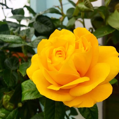 Floribunda Rose 'Golden Wedding'