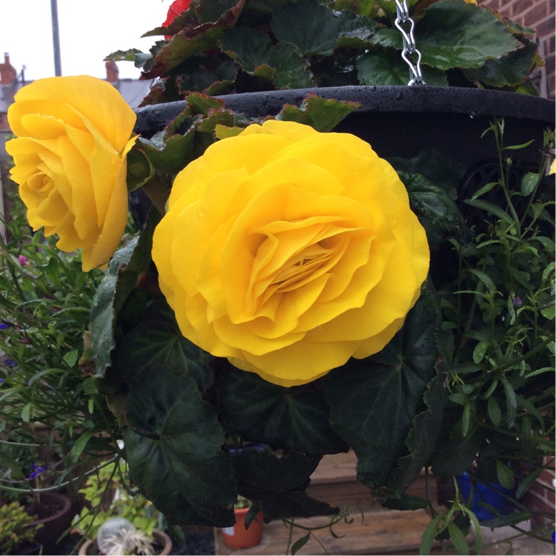 Tuberous Begonia 'Nonstop Mix'