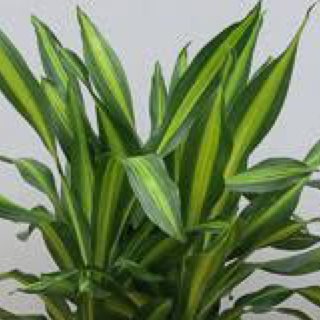 Plant image Dracaena fragrans 'Limelight' syn. D. deremensis 'Limelight'