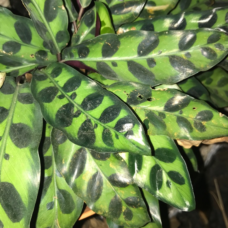 Plant image Calathea Insignis