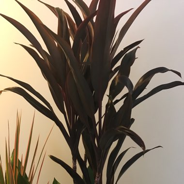 Cordyline fruticosa