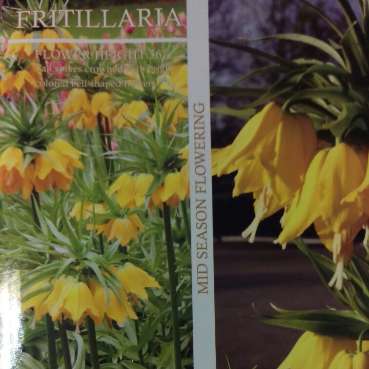 Plant image Fritillaria imperialis 'Lutea'