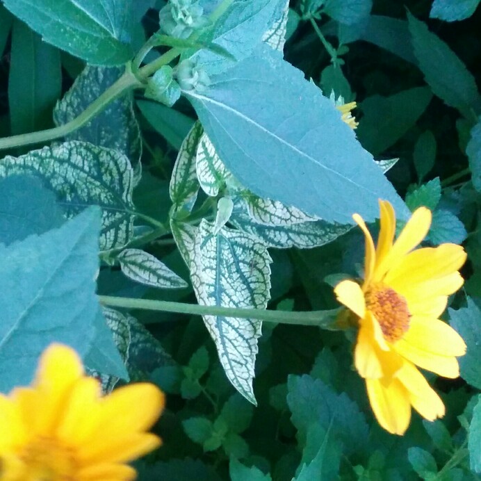 Plant image Heliopsis helianthoides var. scabra 'Gold grunherz'