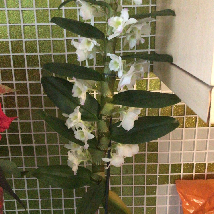 Plant image Dendrobium Nobile