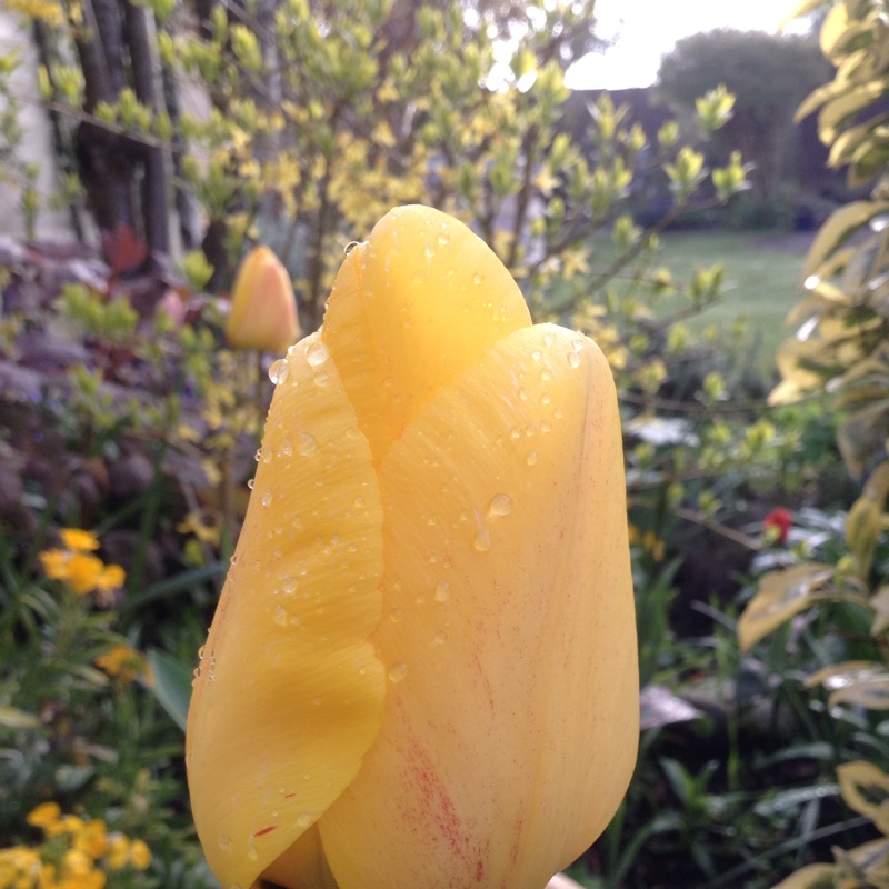 Plant image Tulipa 'Golden Apeldoorn'