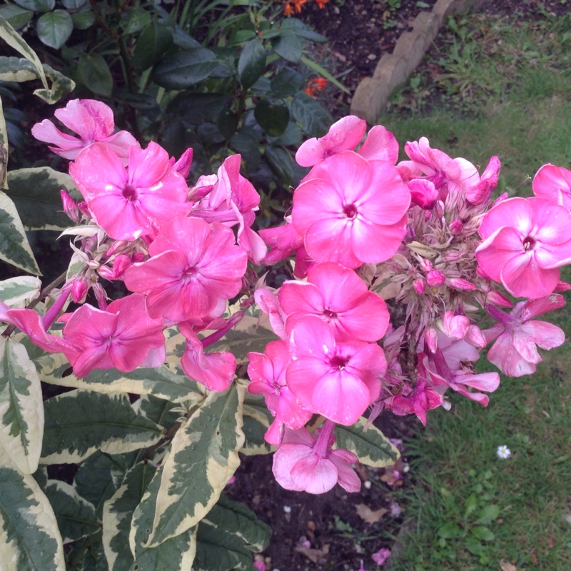 Plant image Phlox paniculata 'Harlequin'