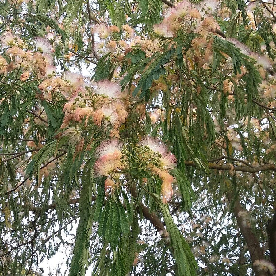 Silk Tree 'Summer Chocolate'