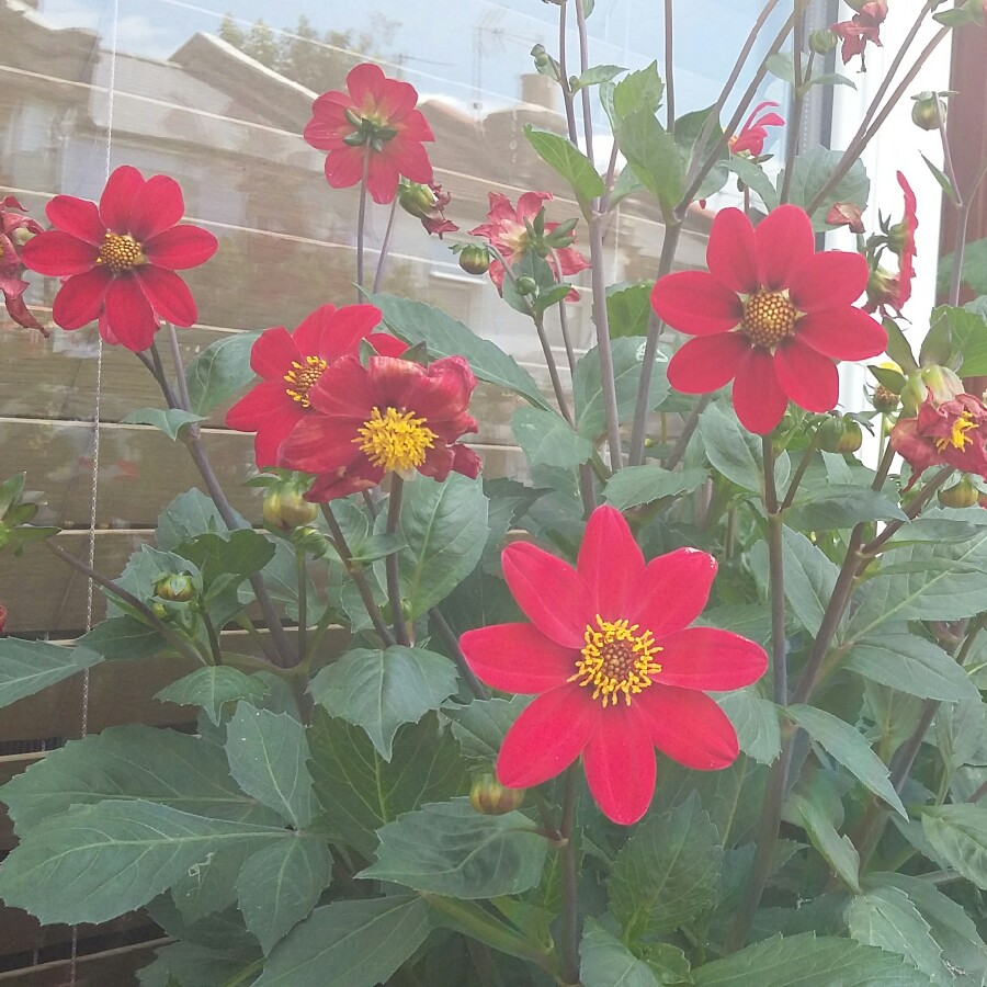 Dahlia