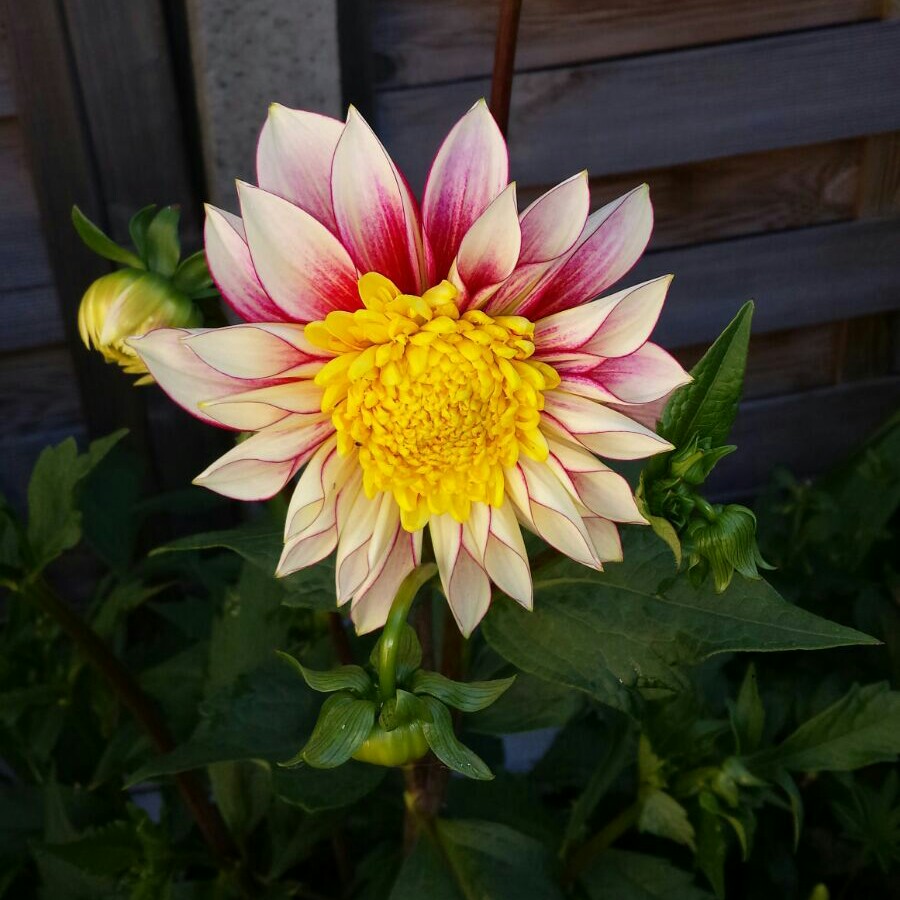 Dahlia 'Polka' (Anemone-flowered)