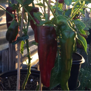 Sweet Pepper 'Giant Marconi'