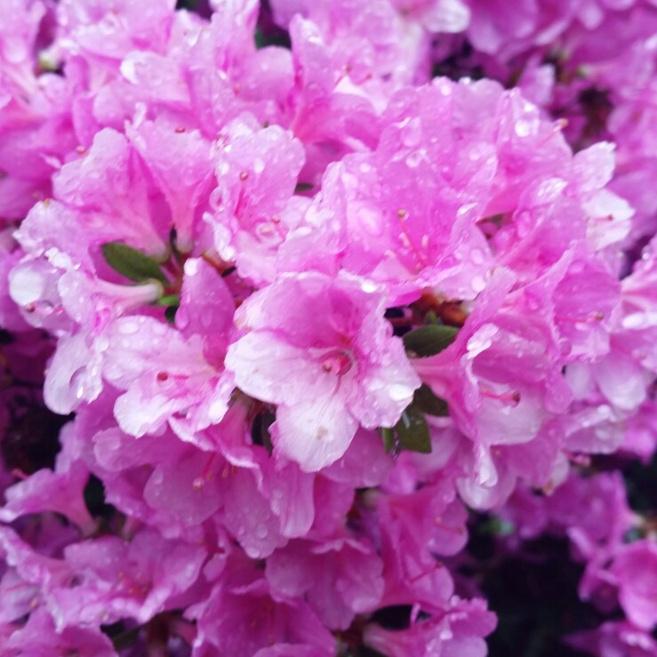 Plant image Rhododendron 'Roblec' (Encore Series) syn. Rhododendron 'Encore Autumn Carnation'