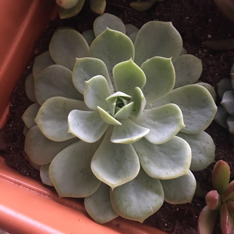 Plant image Echeveria Green Abalone